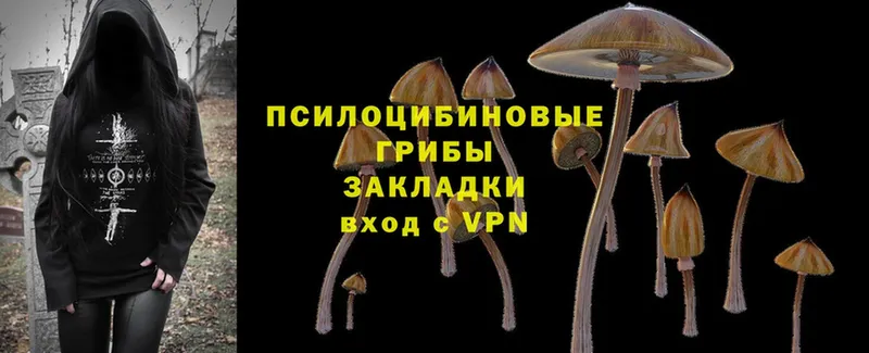 Галлюциногенные грибы Psilocybe  Костомукша 